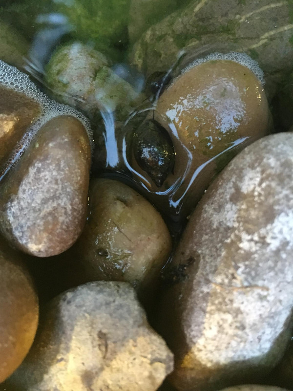 37815575_10156464404467457_4392364471234854912_o