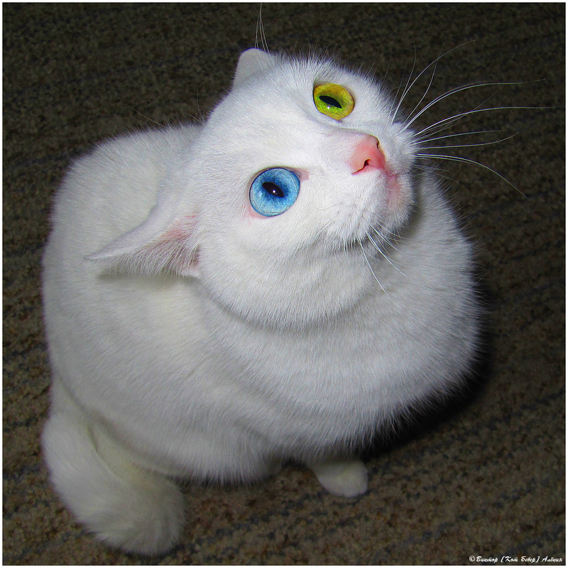 IMG_2976 копия_359812