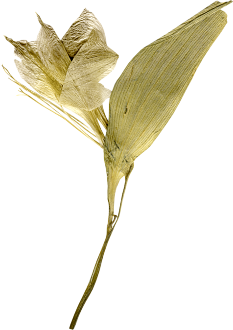 Lilas_Letter-to-my-love_elmt (97)