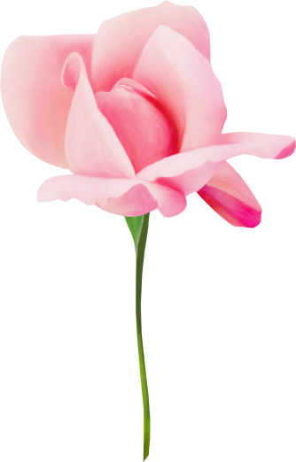 Rose3
