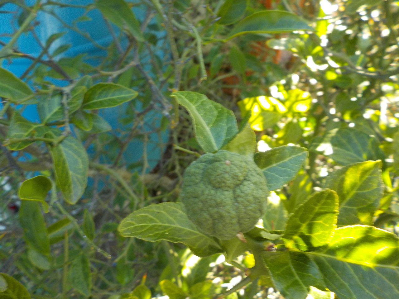 Prague trifoiate fruit 9 1 24