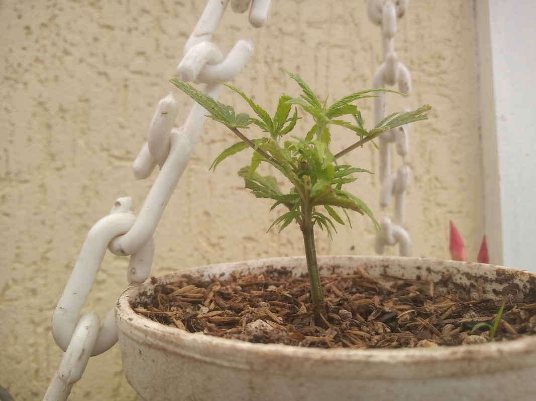 IMG_20200817_095456548