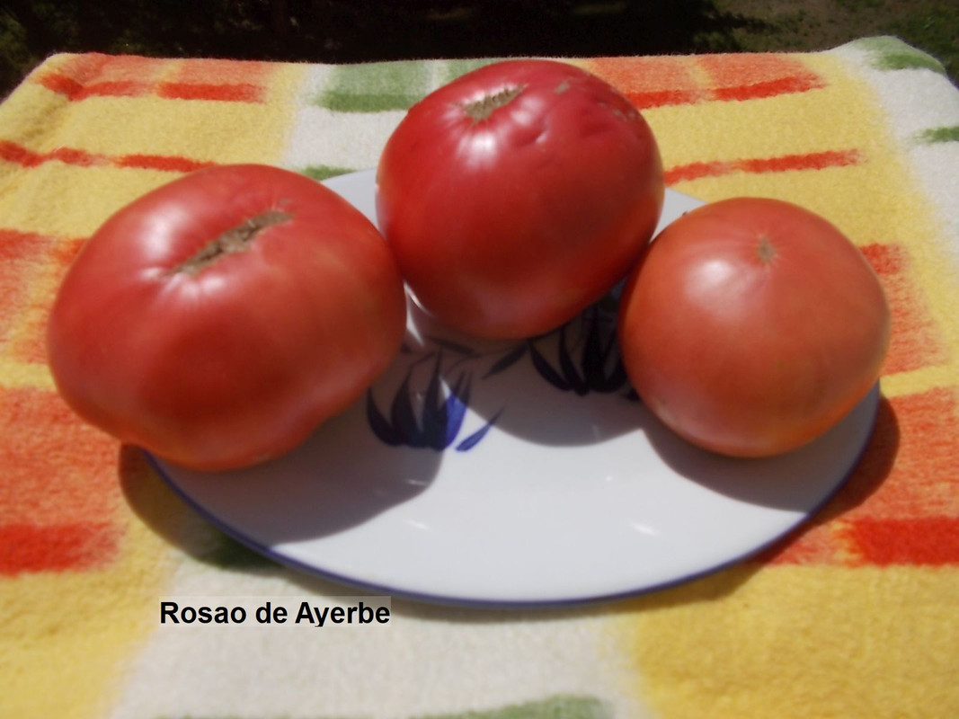 DSCN4304Rosao de Ayerbe