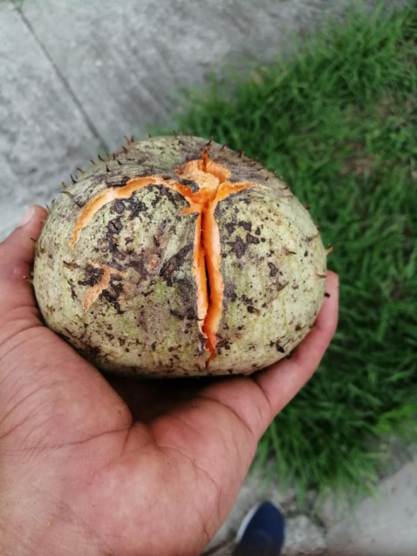 annona_montana_OF