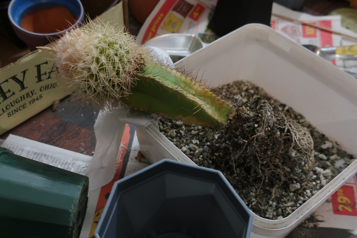 Winter is a time to re-pot! - CactiGuide.com