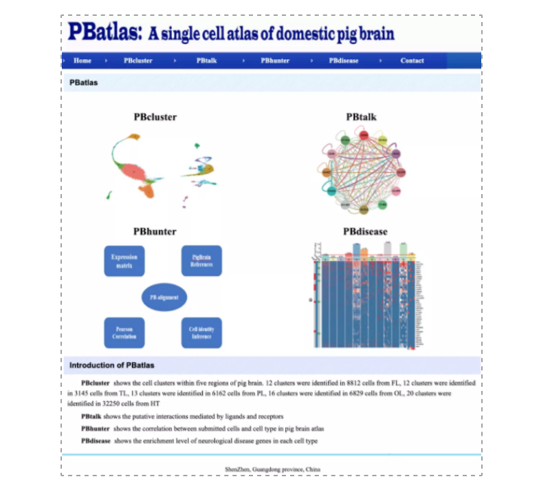 世界首个家猪脑组织单细胞转录组图谱-5.png