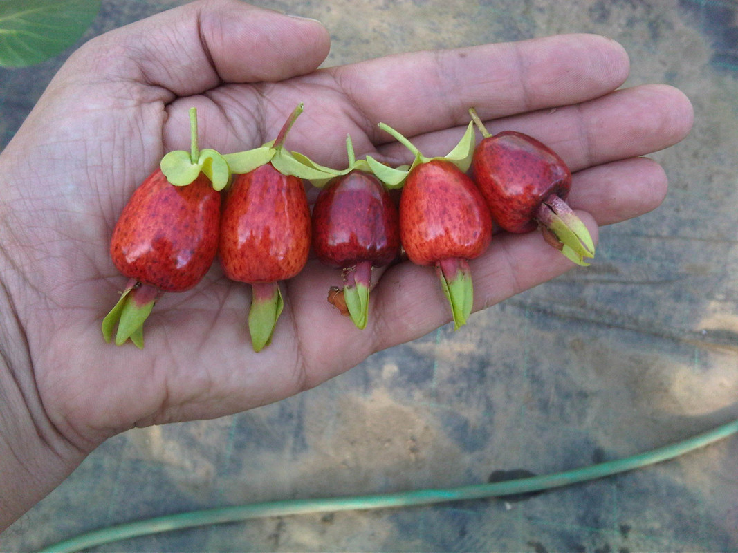 IMG00214-20130613-1913