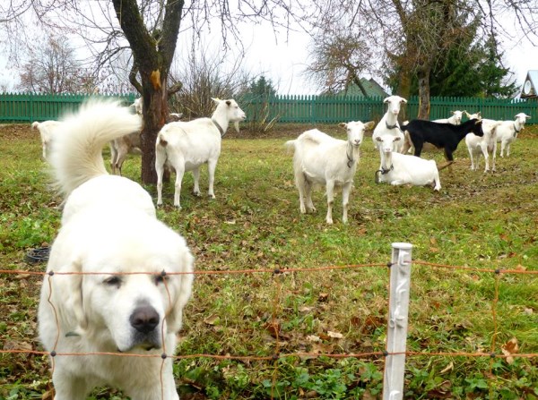 1420248_10151957709904675_1248049380_n