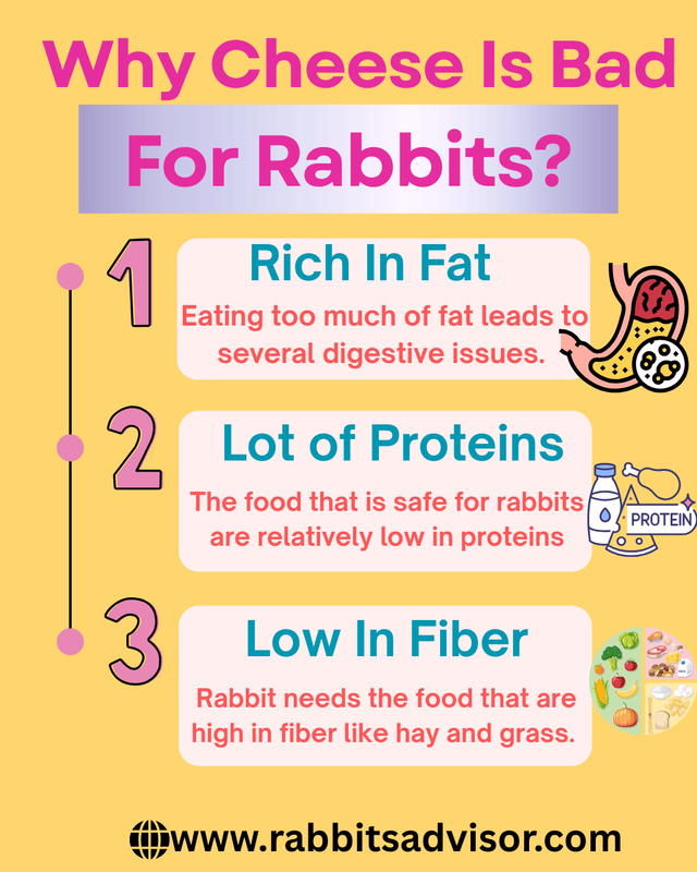 Why is Giving Cheese Bad for Your Rabbits