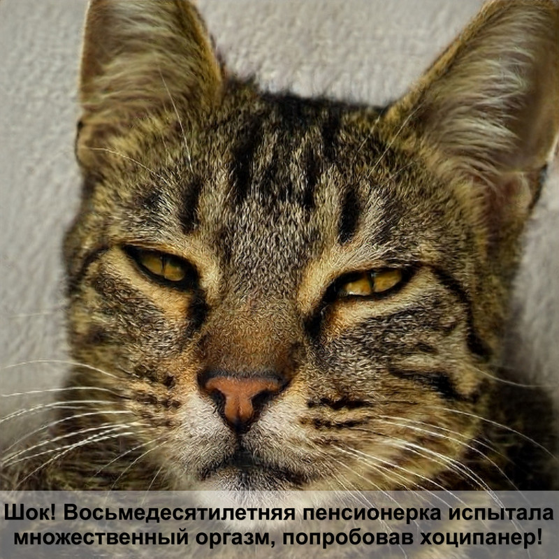 кошка лезет на голову