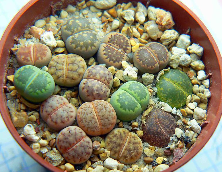 живые камни литопсы. Lithops dorotheae f-357 (mg-1570. суккулент литопс. суккуленты литопсы живые камни. Lithops hookeri lutea c038.