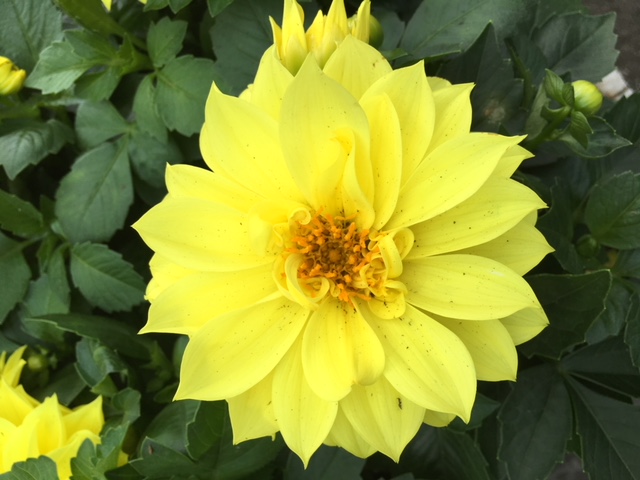 [Image: IMG-5539.jpg]
