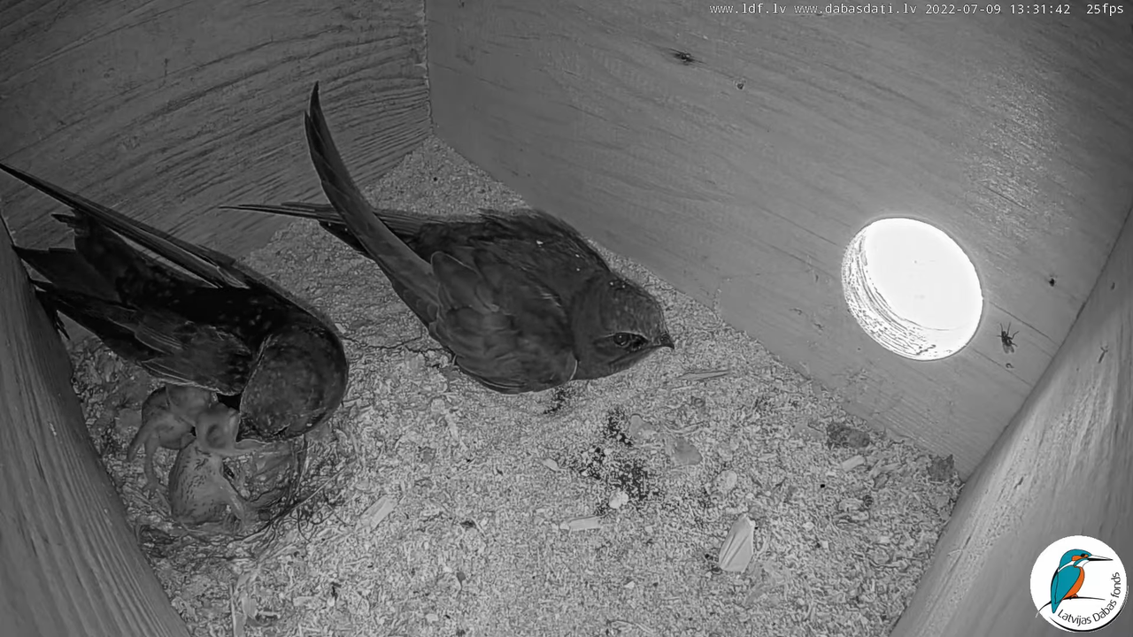 Svīre (Apus apus) Cēsu pils - LDF tiešraide _ Būris 10-40-22 screenshot