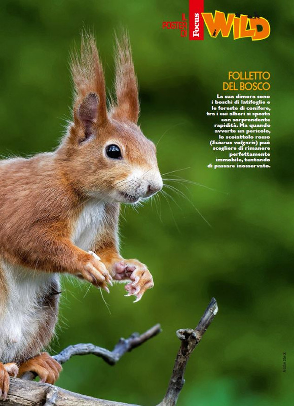 Foc Wil - Giu 2024 (12)