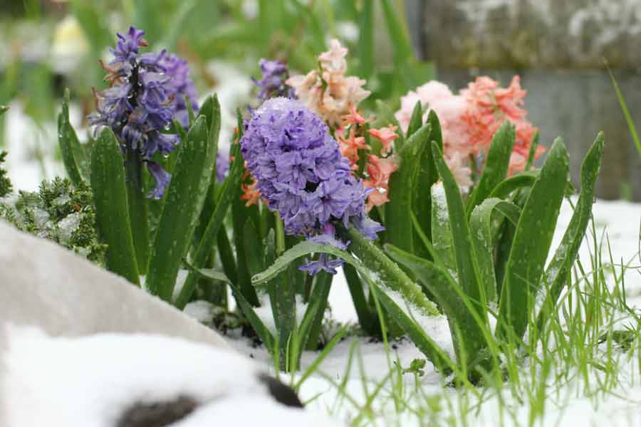 Профессиональные советы какие растения украсят весенний цветник