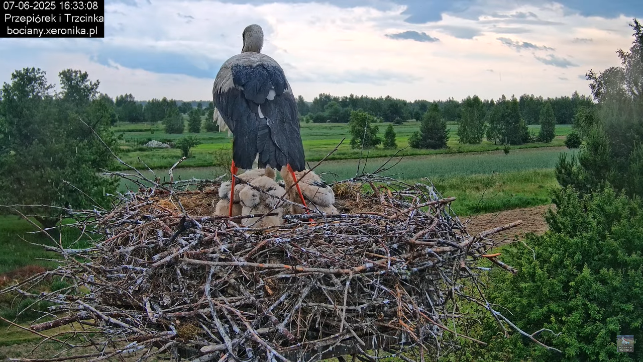 07062025bociany32