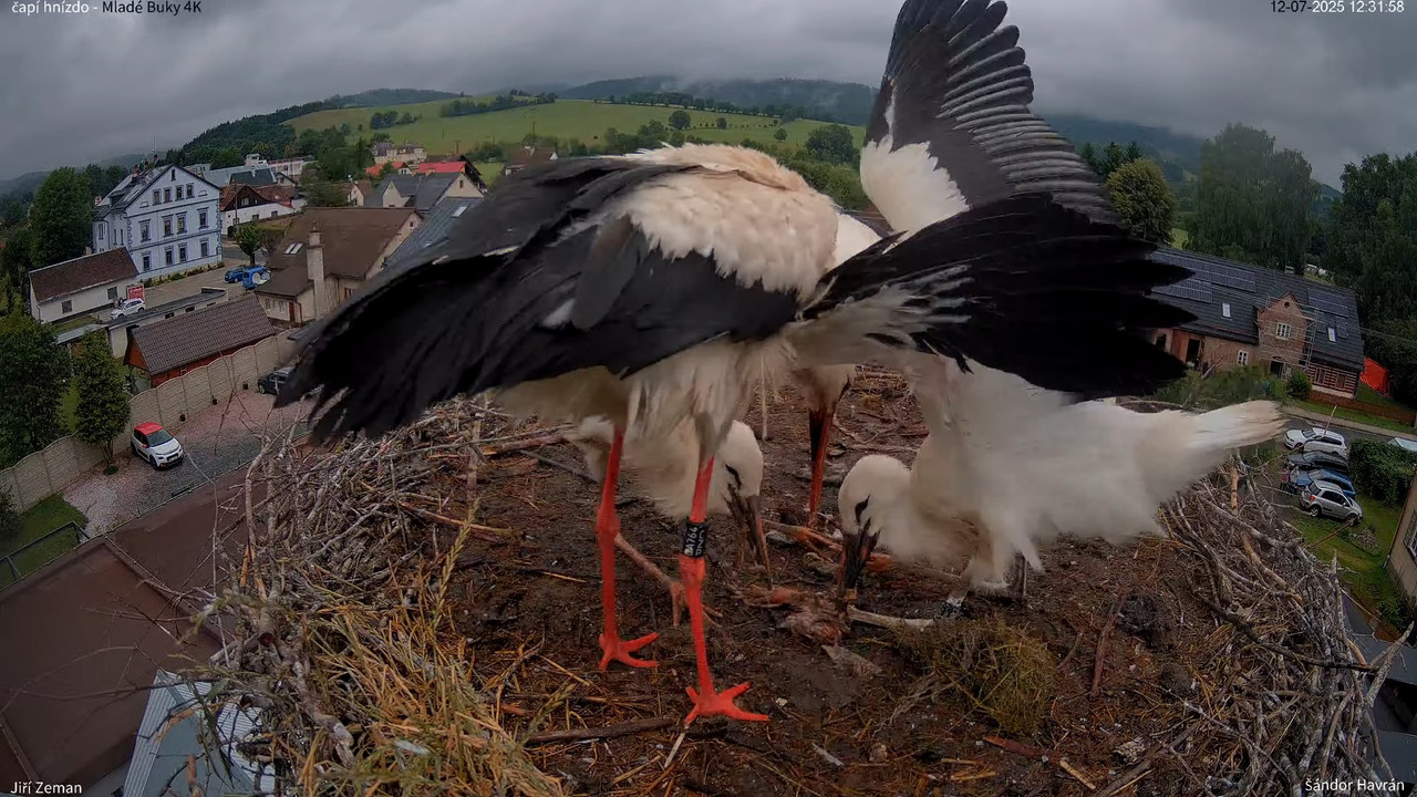 Živá kamera - Mladé Buky - čapí hnízdo 4K 13-42-18 screenshot
