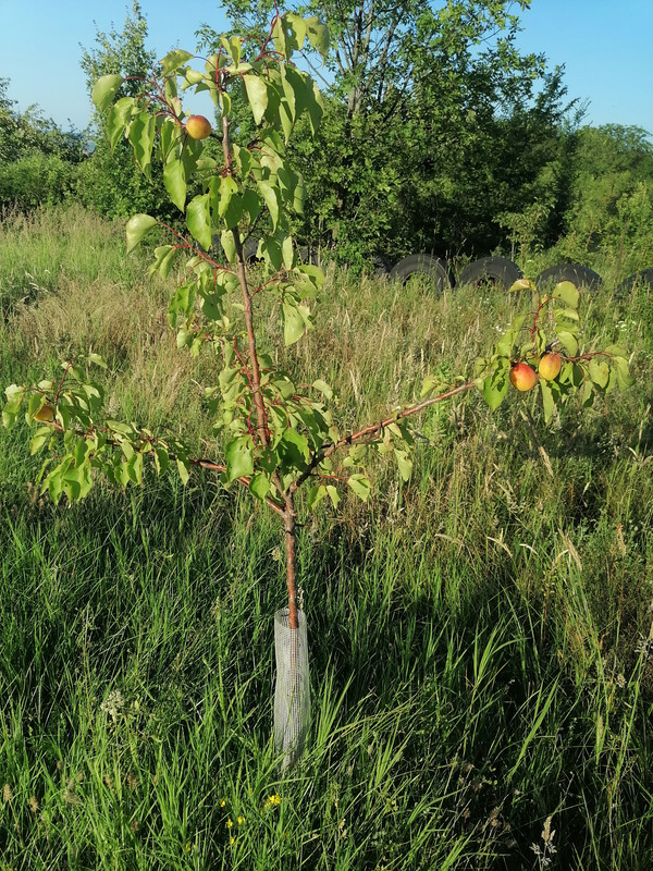 IMG_20230703_192617