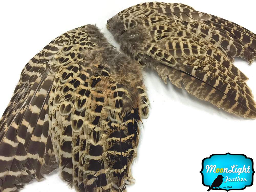 Ring Neck Pheasant Wings