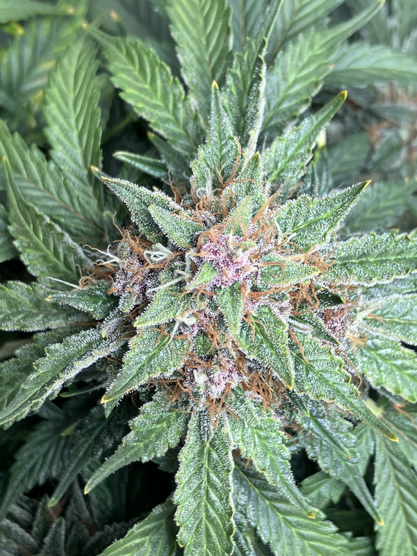 B3FCDE25-9927-499B-AF98-5676753DEAFF