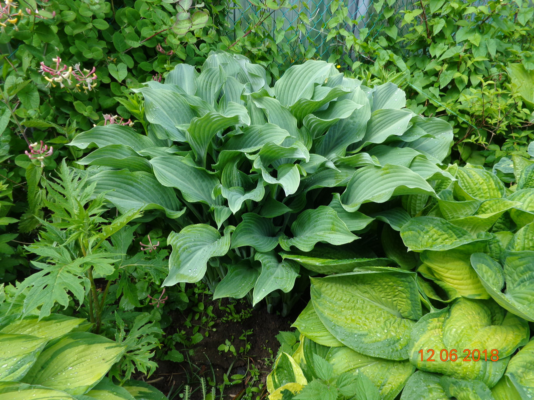 хоста вазолистная 2