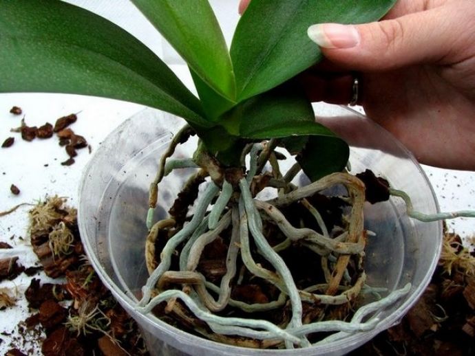Почему образуется конденсат в горшке с орхидеей причины и решения проблемы