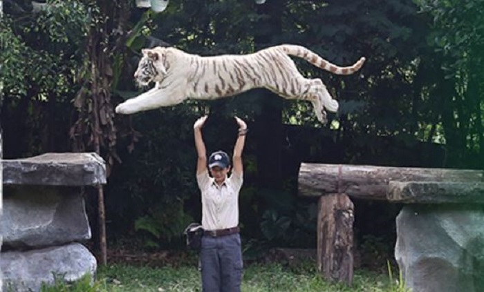 Pertunjukan satwa di Taman Safari Prigen.