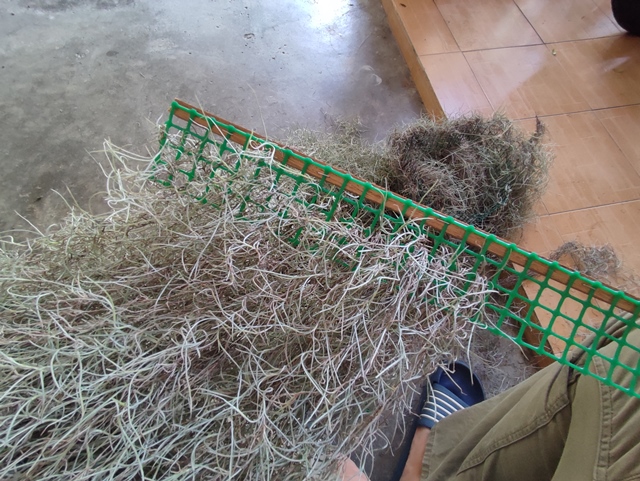 gantung pokok janggut pada jaring