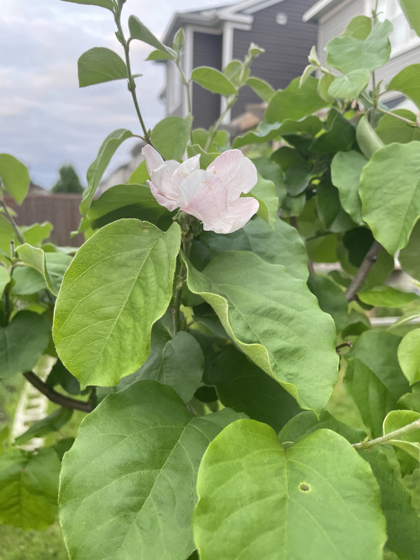 E0785D22-B339-438E-AEE8-727EEF061CAD