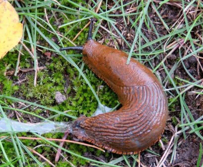 Atviras klausimas Vytautui Landsbergiui: Iš kur pas jus tokia neapykanta Lietvos žmogui?