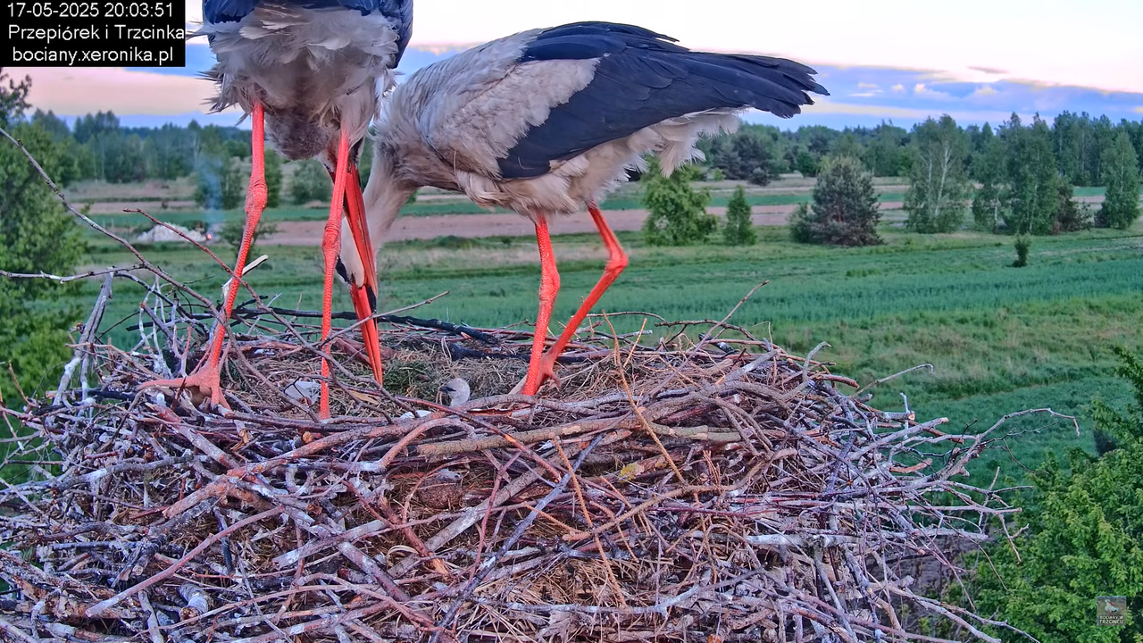 17052025bociany44