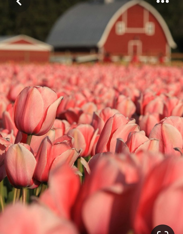 Screenshot_20230512_230152_Pinterest