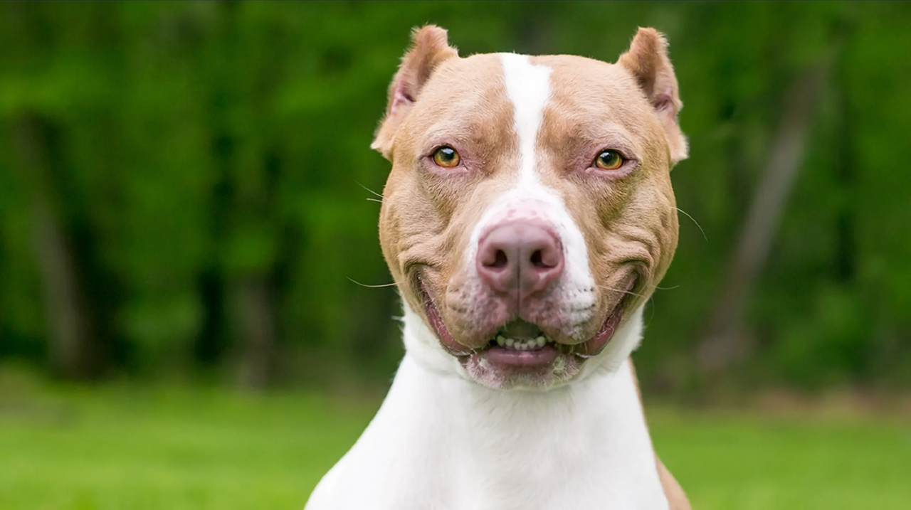 Perro pitbull salva a su dueño en calle resbaladiza, se hace viral por astuto