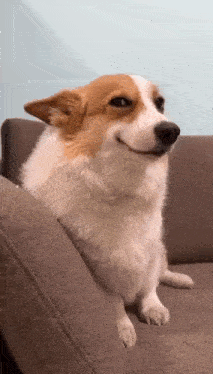 corgi-smiling.gif