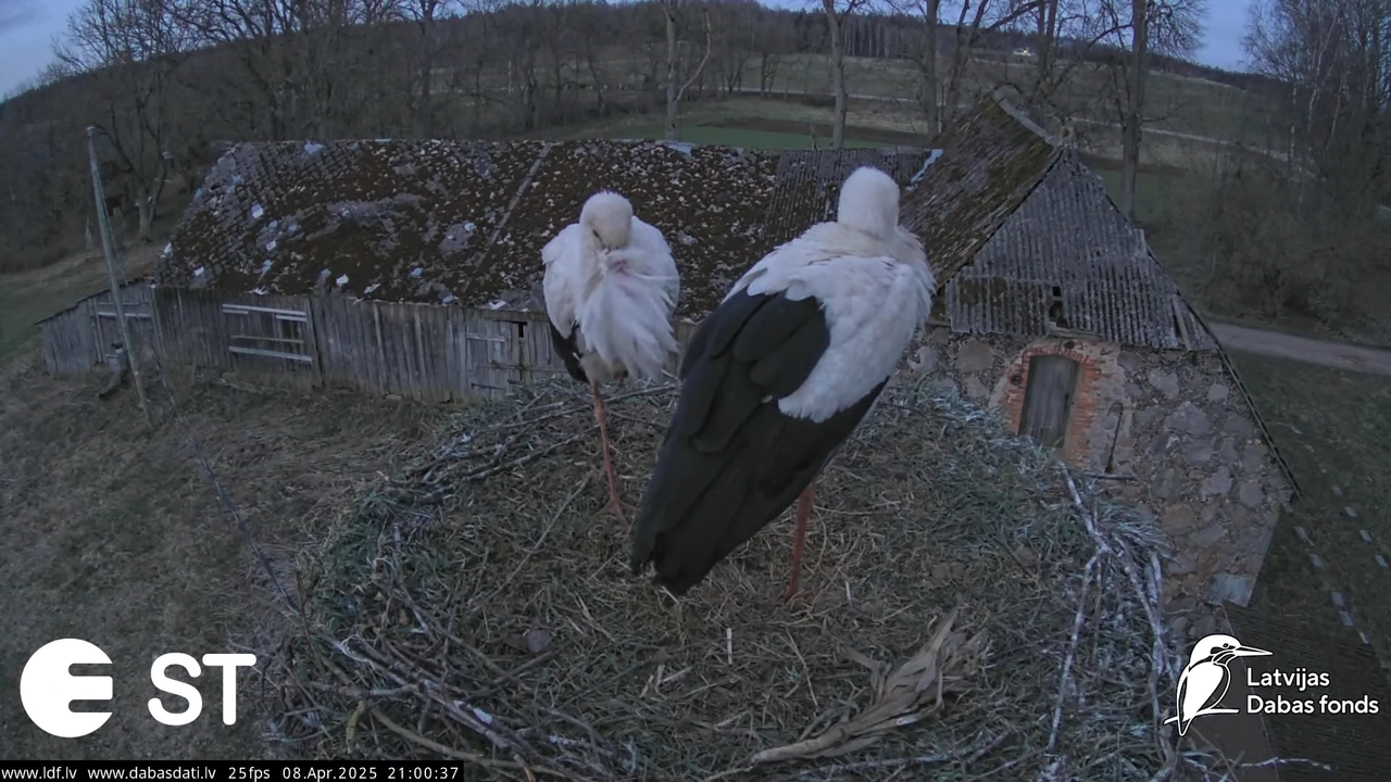 (15) Baltie stārķi (Ciconia ciconia) Tukuma novadā __ White storks in Tukums, Latvia - YouTube - 783