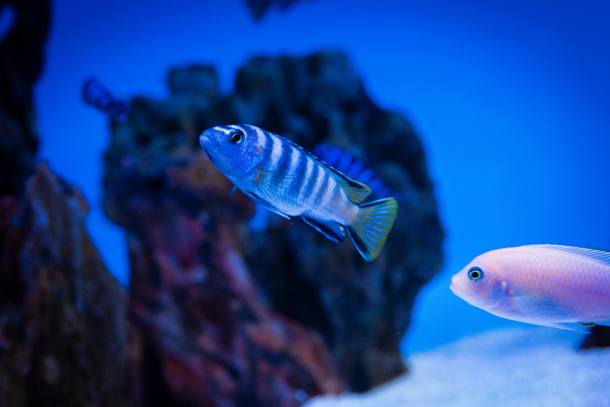 Pseudotropheus elongatus Mpanga - DSC_9654