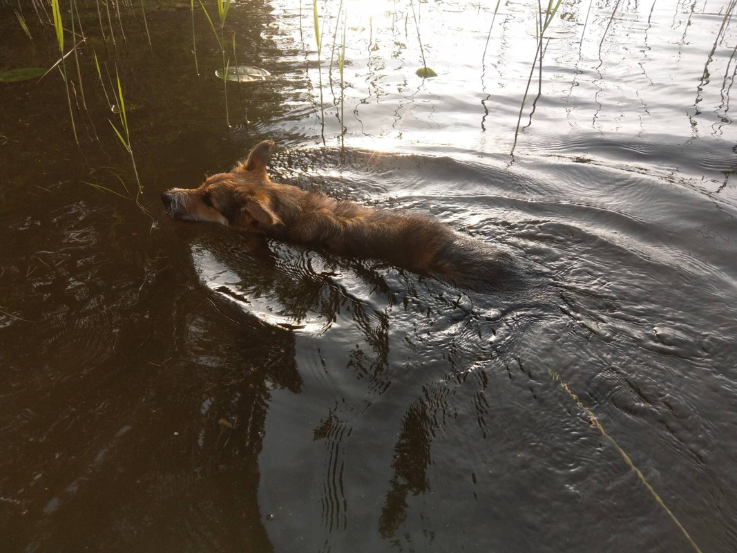 изображение_viber_2020-06-11_20-51-52