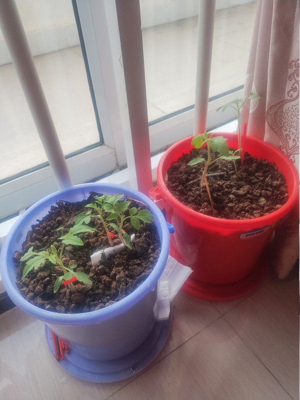 260903Tomatoes