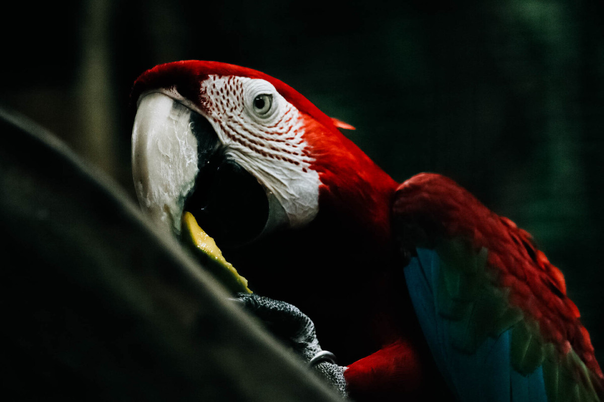 red-parrot.jpg