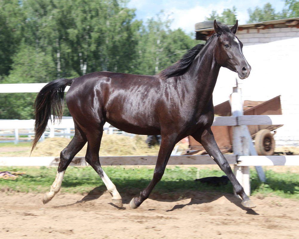 Мириада Новое 6