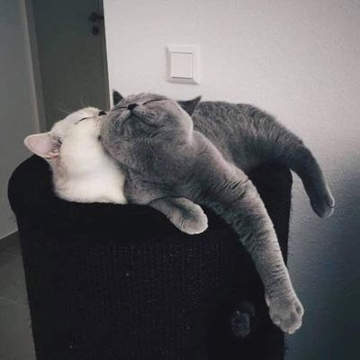 CuteCats.jpg
