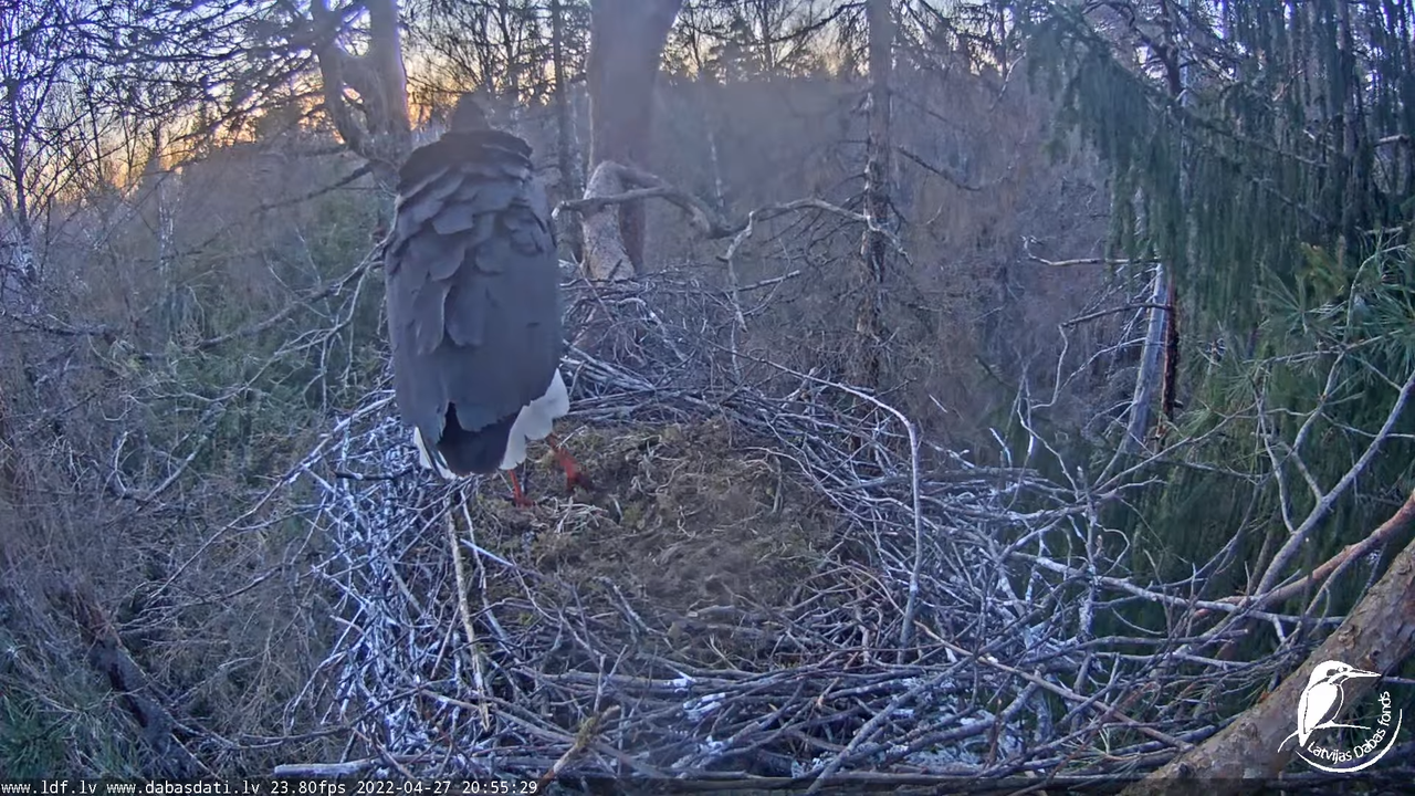 Melnais stārķis (Ciconia nigra) Siguldas novadā - LDF tiešraide 14-44-15 screenshot