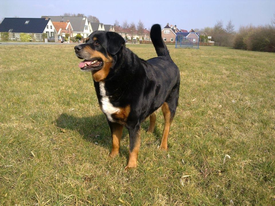 Afbeelding