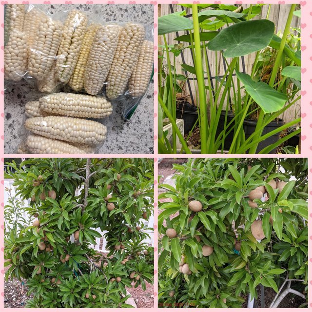 [Image: Photo-Grid-1607284791379.jpg]