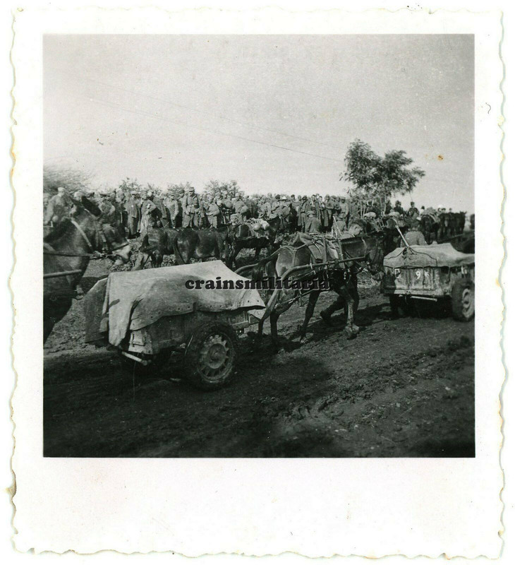 Orig. Foto Vormarsch Gebirgsjäger Esel Wagen Anhänger Edelweiss Wappen Russland