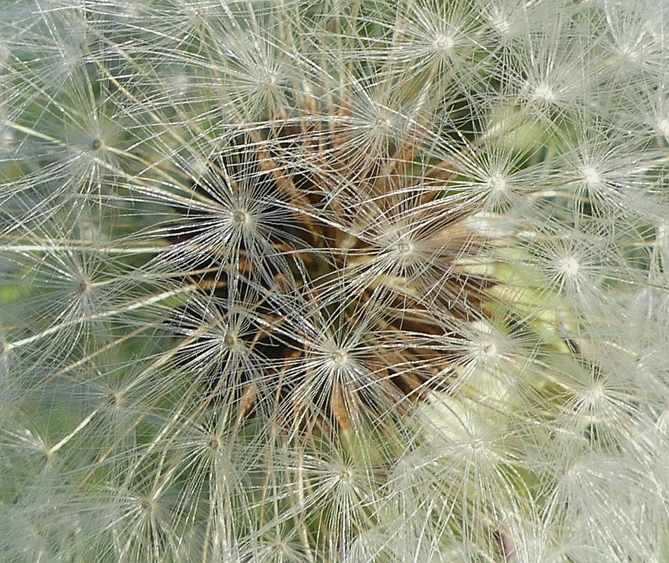 DANDELION 3