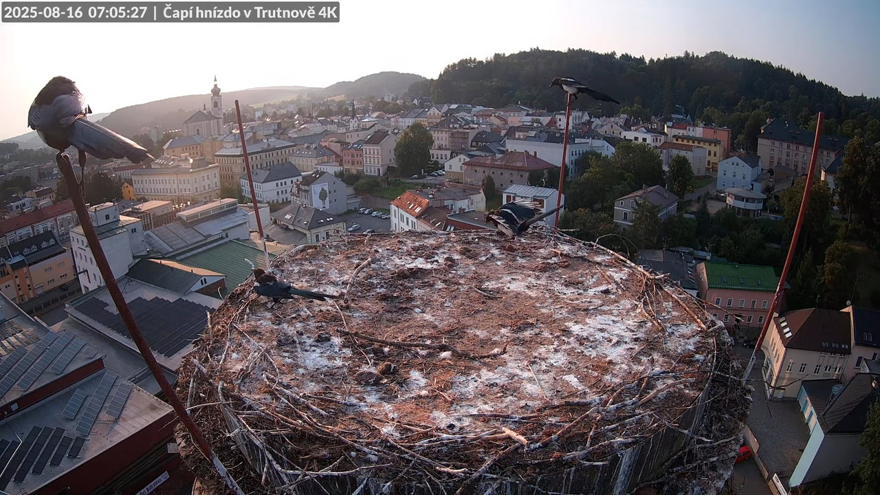 Tiešraide no stārķa ligzdas uz alus darītavas skursteņa Trutnovā 9-44-19 screenshot