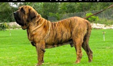 Mascotas, animales, bichos... que tanto nos gustan! IMG-20210121-145453-255