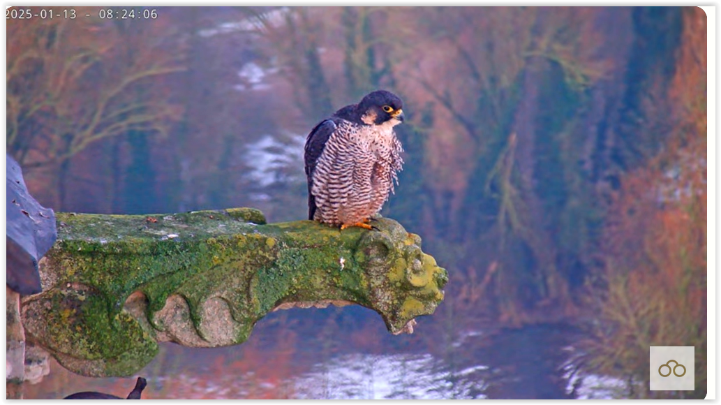 Screen Shot 01-13-25 at 09.00 AM