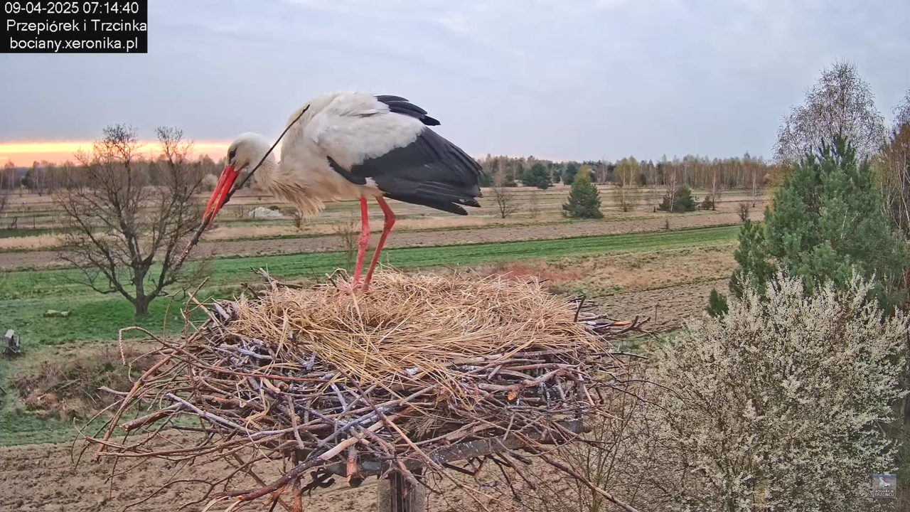 09042025bociany_14